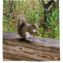 Search for squirrel shower curtains Animal