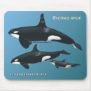 Recherche de orques tapis souris Dauphin