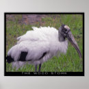 Recherche de long bec posters Oiseaux sauvages