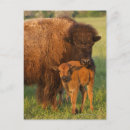 Recherche de bison américain posters Vache