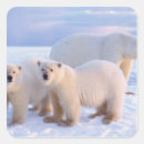 Search for ice bear stickers Cub