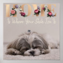 Search for shih tzu posters Puppy