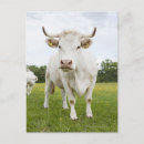 Search for cattle vertical postcards Agriculture