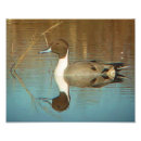 Recherche de aviaire art Imprimer