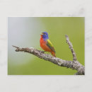 Search for bunting postcards Nature