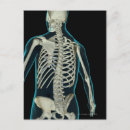 Search for bones stamps posters Human body part
