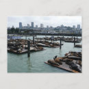 Recherche de otarie cartes postales San francisco