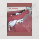 Search for catnap postcards Sleepy
