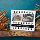 Recherche de chats plaques Dog