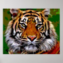 Search for bengal tiger posters Stripes