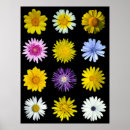 Search for asteraceae posters Nature