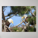 Recherche de oiseau nid posters Observation des oiseaux