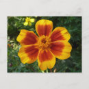 Search for orange red postcards Photography