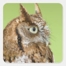 Search for screech owl stickers Nature