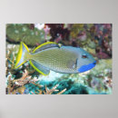 Search for triggerfish posters Coral
