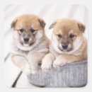 Search for shiba inu stickers Animal