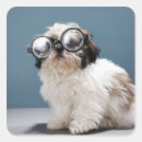 Search for wearing glasses stickers Dog