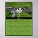 Search for falcon Bird