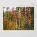 Search for autumn forest postcards Red