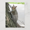 Search for climbing tree postcards Animal