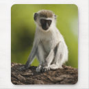 Recherche de kenya tapis souris Afrique