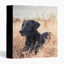 Search for black labrador binders Pet