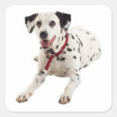 Search for dalmation stickers Puppy