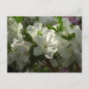 Search for sunlit postcards Floral