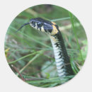 Search for reptile eye stickers Scales