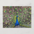 Search for peacock print postcards Bird