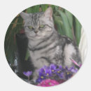 Recherche de de chat tigré autocollants Photographie
