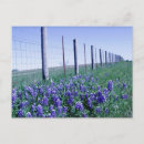 Search for roadside postcards Bluebonnets
