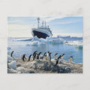 Search for antarctica postcards Animal wildlife