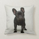 Search for french bulldog puppy pillows Photography