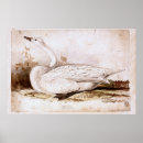 Search for vintage swan art Bird