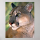 Search for puma mountain cat posters Felis concolor