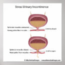 Recherche de urètre Anatomie