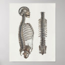 Search for vintage medical skeleton posters Anatomical