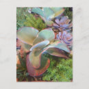 Search for alo postcards Cactus