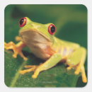 Search for red eye tree frog stickers Wildlife