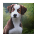 Recherche de colley carreaux Dog