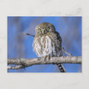 Search for close ups horizontal postcards Fauna