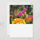 Recherche de papillons correspondances cartes Faune