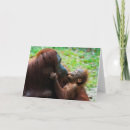 Search for orangutan cards Monkey