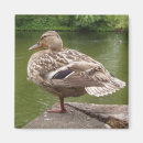 Recherche de le canard magnets Oiseau