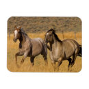 Recherche de horse rectangulaires magnets Troupeau
