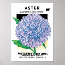 Search for aster flower posters Flowers