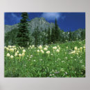 Search for alpine flower posters Washington state