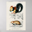 Search for gliders art Animals