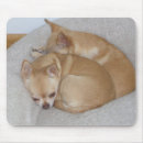 Search for chihuahua mousepads Digital